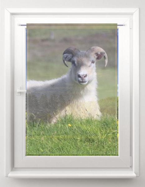 Scheibenhänger Island Schafe rechteckig